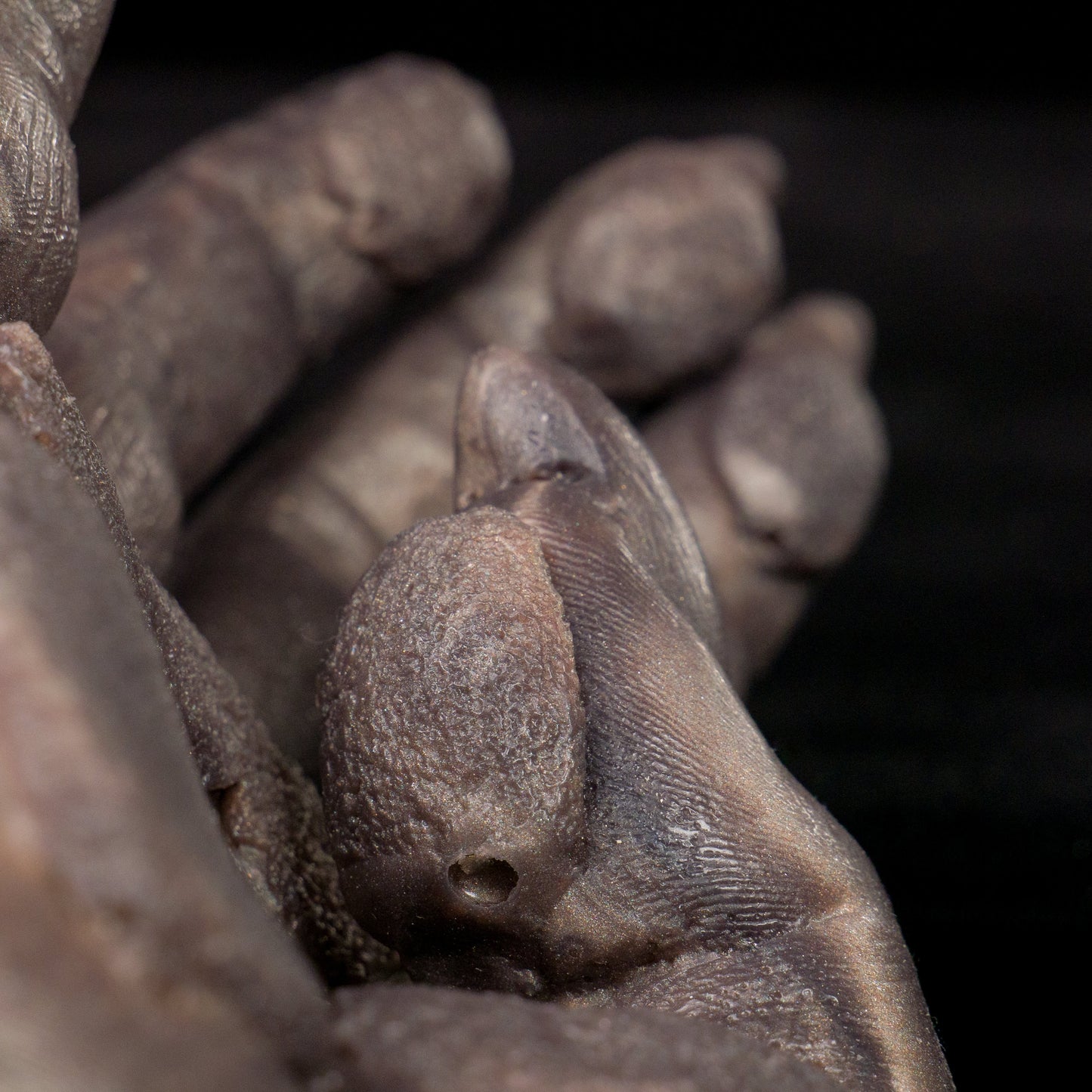 Wolfman Joe's Fist - Werewolf Fist Dildo / Fisting Butt Plug